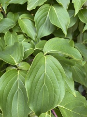 Cornus