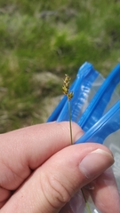 Carex vallicola