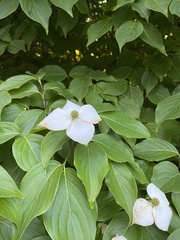 Cornus