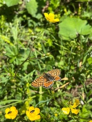 Euphydryas aurinia