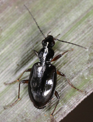 Agonum aeruginosum