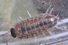 Protracheoniscus fossuliger