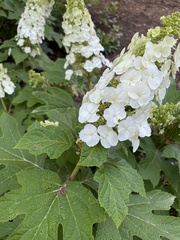 Hydrangea quercifolia