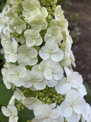 Hydrangea quercifolia
