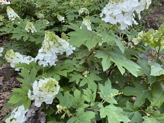 Hydrangea quercifolia