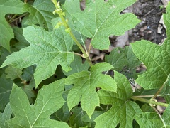 Hydrangea quercifolia