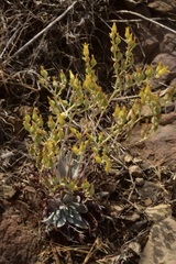 Dudleya verityi