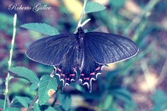 Parides bunichus damocrates