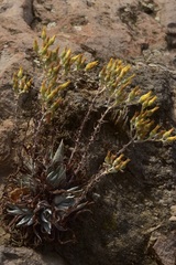 Dudleya verityi