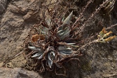 Dudleya verityi