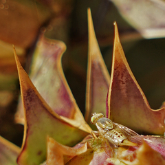 Terellia fuscicornis