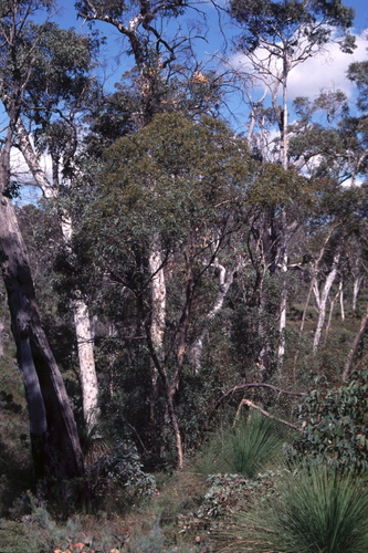 Eucalyptus aspersa