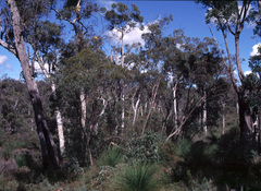 Eucalyptus aspersa