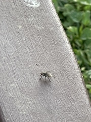 Musca domestica
