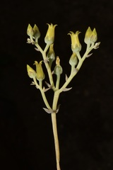 Dudleya verityi