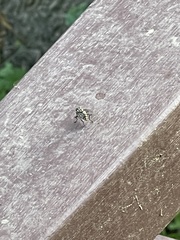 Musca domestica