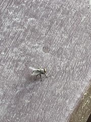 Musca domestica