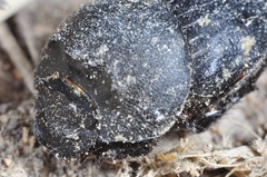 Onthophagus vitulus