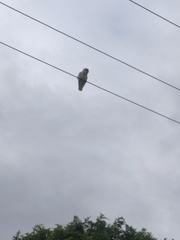 Cacatua