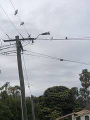 Cacatua
