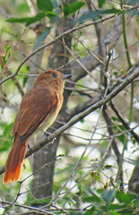 Casiornis rufus