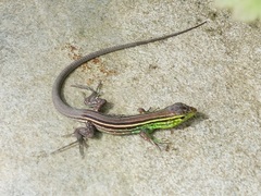 Cnemidophorus gramivagus