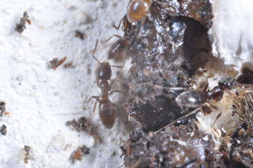 Tapinoma kinburniTapinoma kinburni