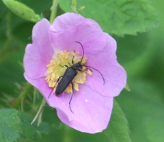 Grammoptera subargentata