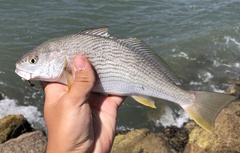 Umbrina roncador