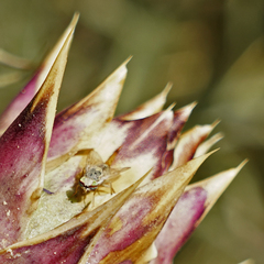 Terellia fuscicornis