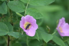 Grammoptera subargentata