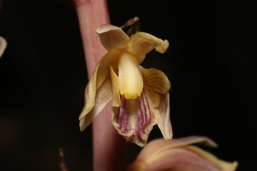Image of Arizona Crested Coralroot (Bletia arizonica) by (c) Reid Hardin, some rights reserved (CC BY)