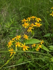 Packera pseudaurea