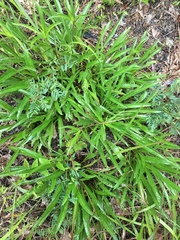 Helianthus longifolius