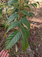 Glochidion sumatranum