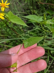 Packera pseudaurea