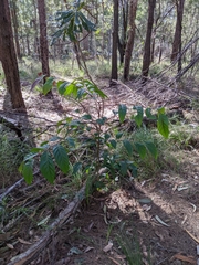 Glochidion sumatranum