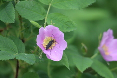 Grammoptera subargentata
