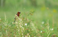 Sporophila cinnamomea