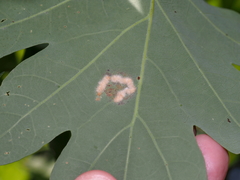 Neuroterus quercusverrucarum