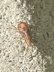 Belonochilus numenius