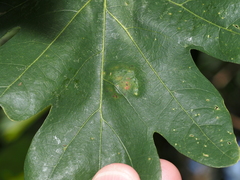 Neuroterus quercusverrucarum