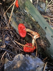 Leratiomyces erythrocephalus