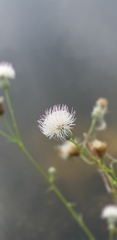 Cirsium nuttallii