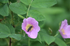 Grammoptera subargentata