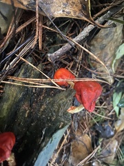 Leratiomyces erythrocephalus