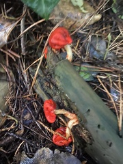 Leratiomyces erythrocephalus
