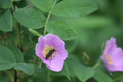 Grammoptera subargentata