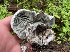 Hygrophorus caeruleus