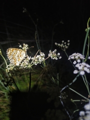 Melitaea pseudornata